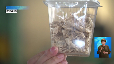 Южноуральские учёные научились улучшать корм