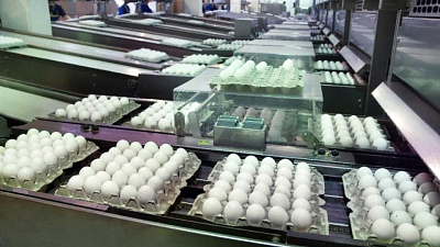 Производительность труда увеличилась на Челябинской птицефабрике