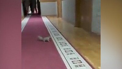 ЗСО посетила белочка: видео от депутата Мухаметьяровой