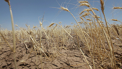 Аномальная жара губит посевы: режим ЧС ввели в восемнадцати районах Челябинской области