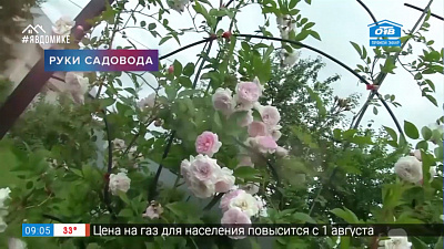 Руки садовода — парковые розы