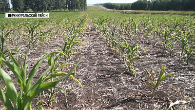 Из-за засухи на полях региона гибнет урожай