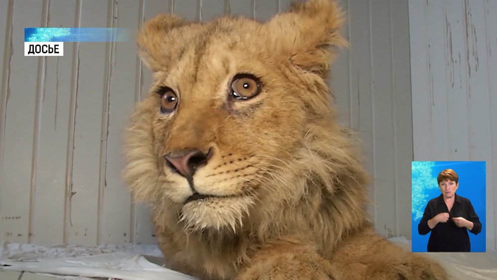 Карен Даллакян спасёт ещё одного льва