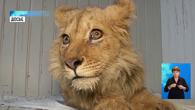 Карен Даллакян спасёт ещё одного льва