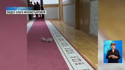 Белка устроила переполох в ЗСО