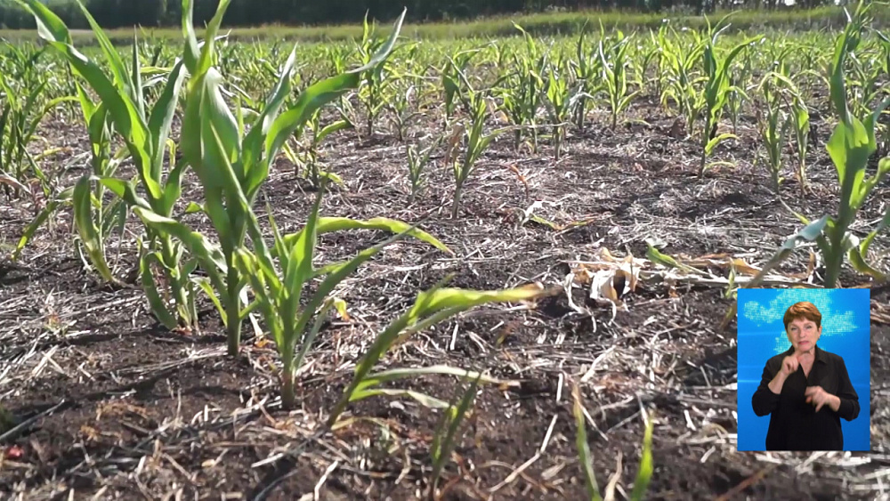 В регионе могут ввести ЧС по засухе