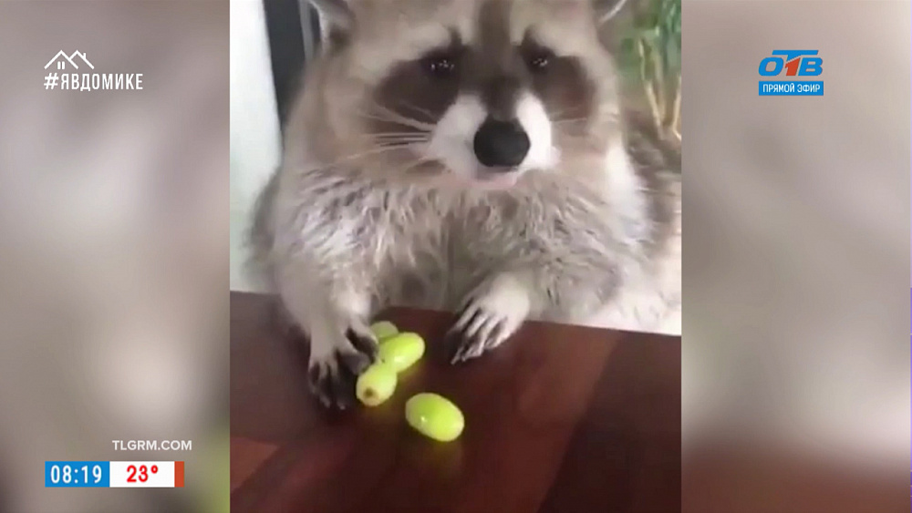 Все хвосты дома — Белка-водохлеб