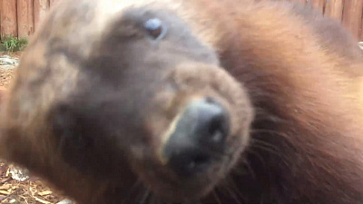 Росомаха Бира пытается съесть видеокамеру во время съёмки