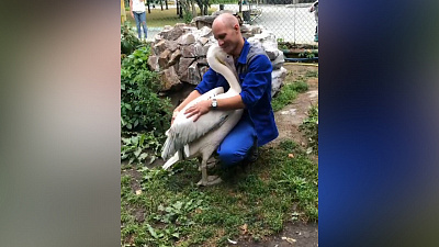 Розовый пеликан Кир попал на видео в минуту проявления нежности