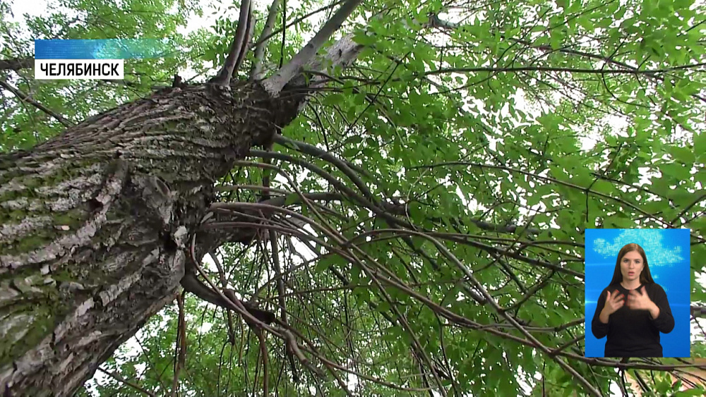 Общественники считают деревья