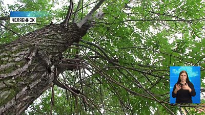 Общественники считают деревья