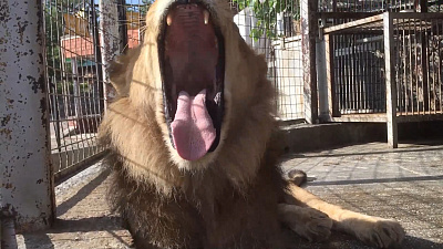 Царственное видео из зоопарка со львом Ричардом в главной роли