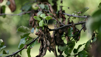 249 деревьев и кустарников погибло от аномальной жары в Челябинске