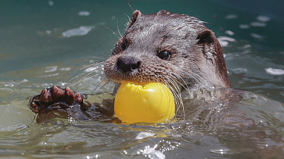 Купание выдры под струёй воды удалось снять на видео