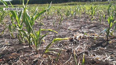 В регионе могут ввести ЧС по засухе