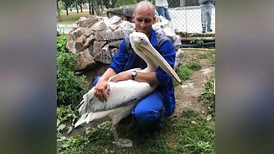Посетители Челябинского зоопарка зажали пеликану клюв