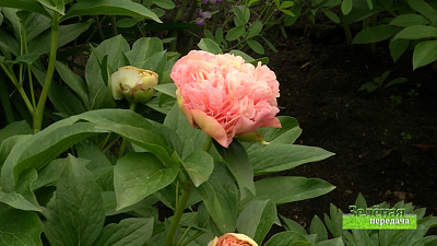 Зеленая передача 23.07.2020