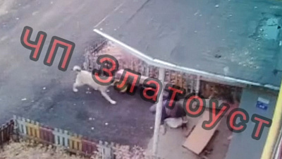 Жуткое нападение бродячей собаки в Златоусте. Видео 18+