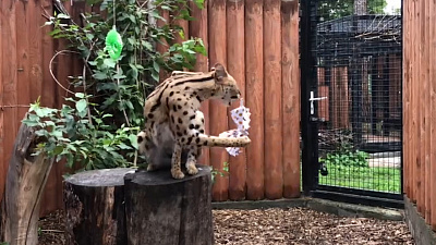 Сервал Симона демонстрирует навыки охотника