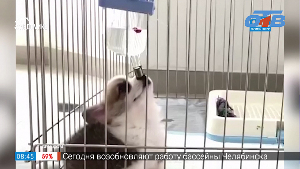 Все хвосты дома — Кот-пикапер