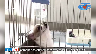 Все хвосты дома — Кот-пикапер