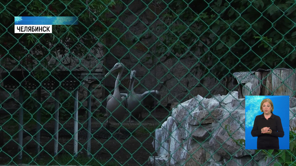 Пеликан Кир стал жертвой живодеров