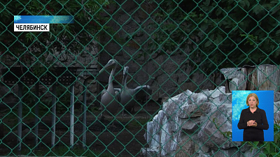 Пеликан Кир стал жертвой живодеров