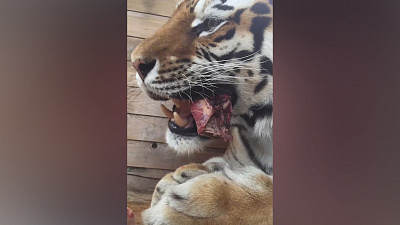 Тигр Матис кушает говядинку