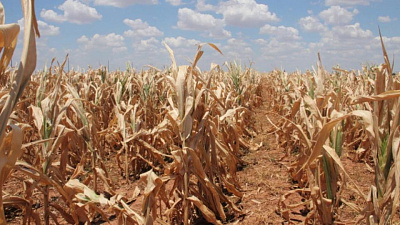 Алексей Текслер ввёл режим ЧС из-за засухи в Челябинской области