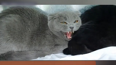 Ветеринарный врач Баграт записал видео с призывом спасти двух кошек