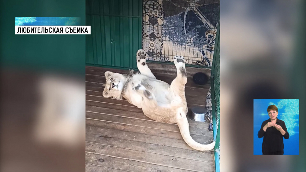 Львенок Симба разучивает трюки