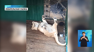 Львенок Симба разучивает трюки