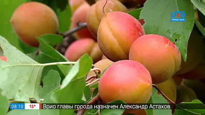 Руки садовода — Абрикосы — урожай 2020