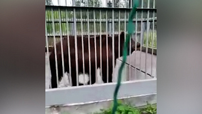Видео медведя Малыша, который живет в клетке на трассе М-5
