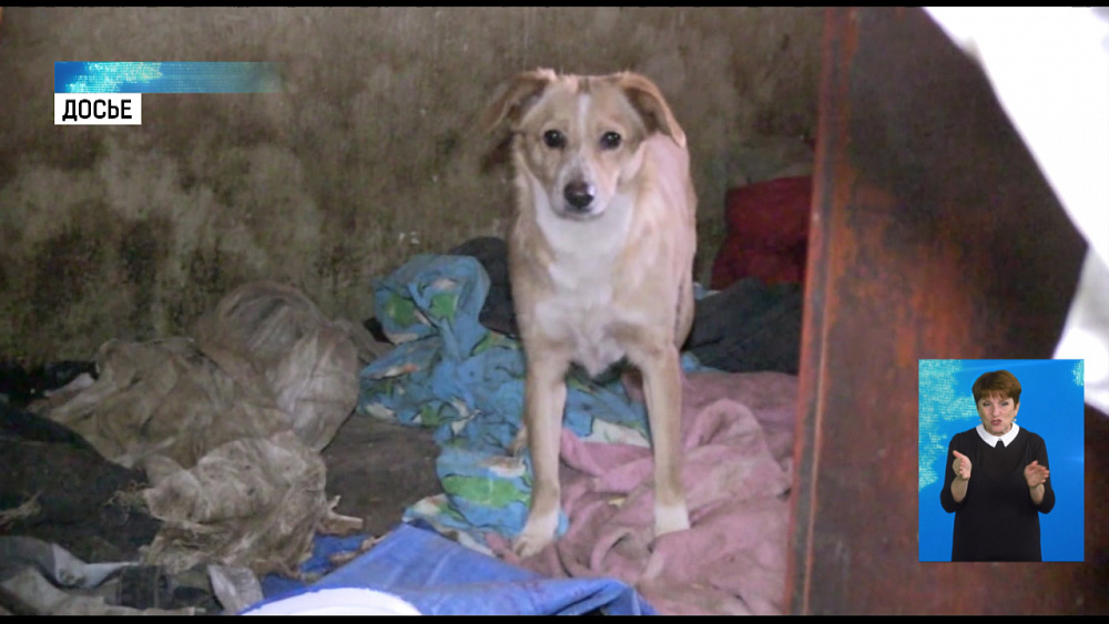 В квартире устроили кладбище животных