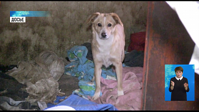 В квартире устроили кладбище животных