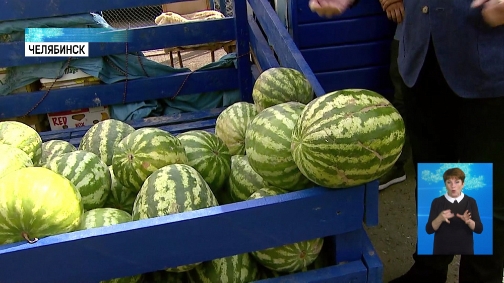 Депутат Госдумы проверил арбузы