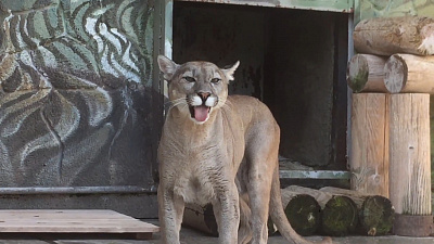 Самец пумы под властью любовного зелья: видео из Челябинского зоопарка