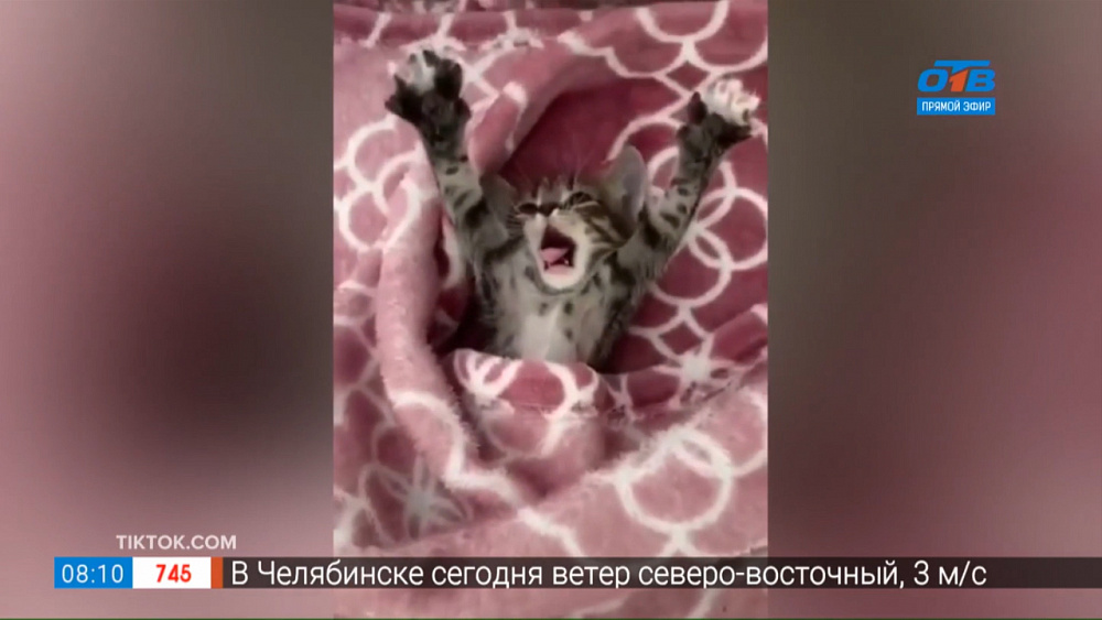 Все хвосты дома — Самое милое пробуждение