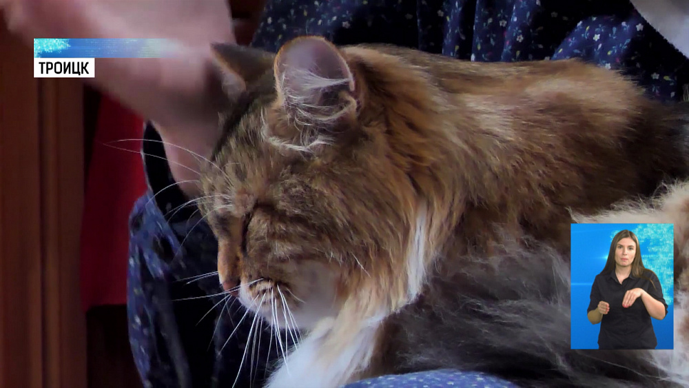 В Свято-Казанском монастыре Троицка живет кот