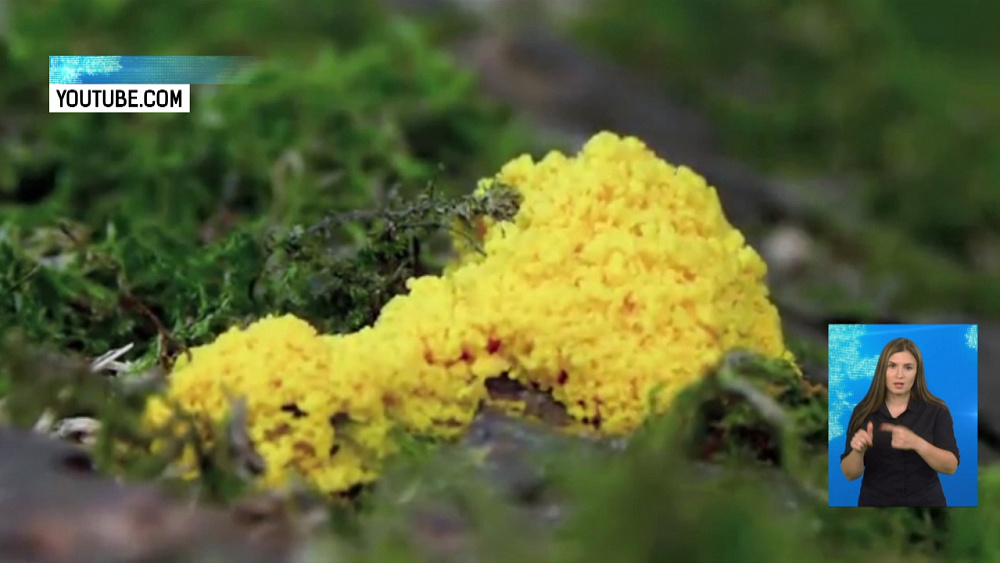 Грибоподобные существа живут на «Таганае»