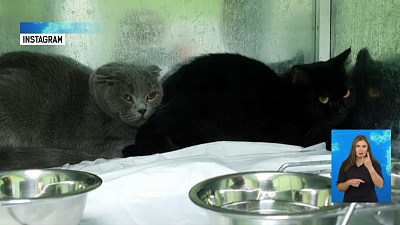 Ассоль и Грейси нашли новых хозяев