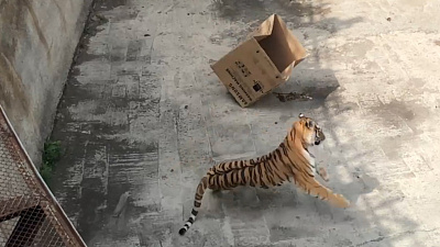 Амурские тигры открывают свои подарки: видео Челябинского зоопарка