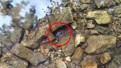 Медуза попала на видео в водоёме города Кыштым