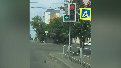 Голубь переходит дорогу на зелёный сигнал светофора: видео автолюбителя