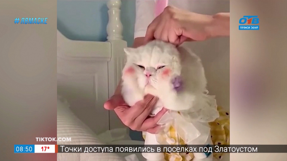 Все хвосты дома — Кошачий релакс