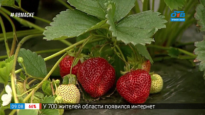 Руки садовода — Внимание — на садовую землянику!