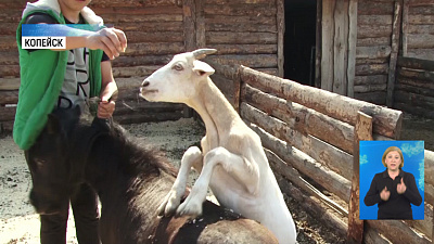 В копейском конном клубе новые постояльцы