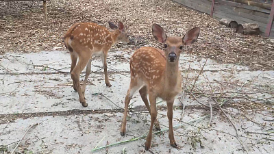 Видео оленят, которые подрастают в Челябинском зоопарке