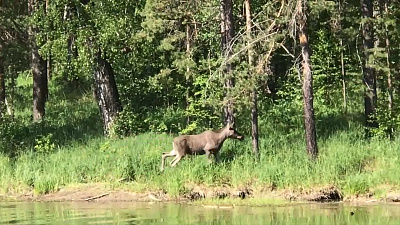Лось попал на видео, когда гулял по Национальному парку Зюраткуль